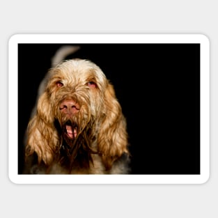 Dirty, filthy, happy Spinone Sticker